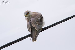 Peneireiro-cinzento, Black-winged Kite( Elanus caeruleus)- em Liberdade [in Wild]