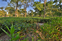 Tea garden of Assam • <a style="font-size:0.8em;" href="http://www.flickr.com/photos/71979580@N08/15226895634/" target="_blank">View on Flickr</a>