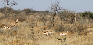 Botswana Hunting Safari 16
