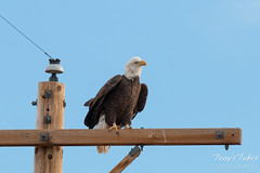 The pole sitting eagle gets prepared