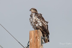 Juvenile Bald Eagle Keeps Watch