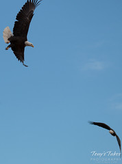 4 of 8 - Bald Eagle chases off another eagle