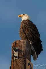 Bald eagle looking regal