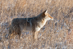 Watchful Coyote at Cherry Creek State Park