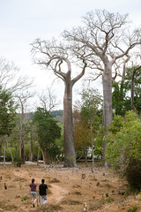 Laura & Rado approach the baobabs.