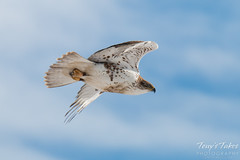Ferruginous Hawk flyby