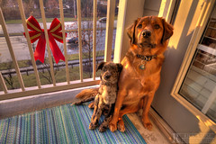 Buddy and Zoey on the Porch with logo