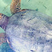 Caretta caretta (loggerhead sea turtle) (Bimini, Bahamas)