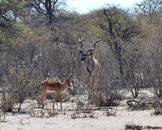 Botswana Hunting Safari 29