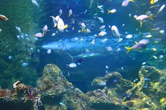 Sydney Aquarium and Wildlife
