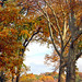 Long Meadow, Fall • <a style="font-size:0.8em;" href="http://www.flickr.com/photos/124925518@N04/29652102934/" target="_blank">View on Flickr</a>
