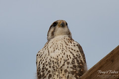Prairie Falcon keeps close watch on its surroundings