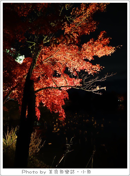 【2014京都】嵐山大覺寺夜楓‧真紅の水鏡 @魚樂分享誌