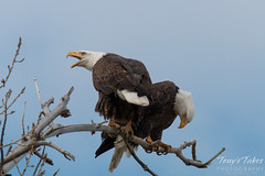 Female Bald Eagle makes some noise
