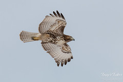 Red Tailed Hawk Flyby