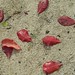 Red leaves of the sea almond tree