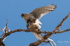 American Kestrel Mating Sequence - 13 of 13