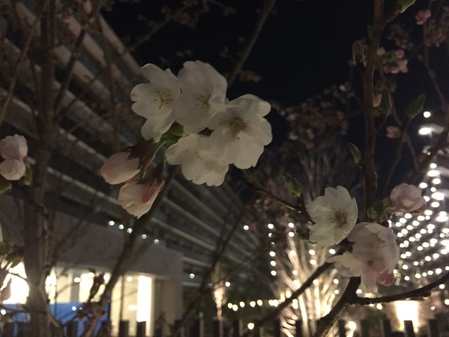 待ちきれず夜のお散歩、桜咲いていました。