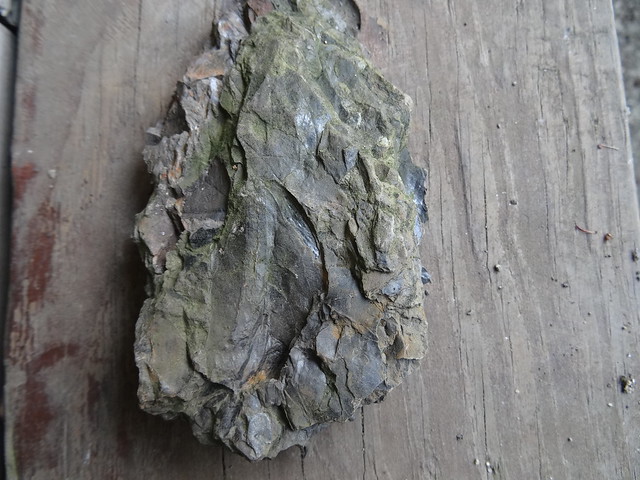 新竹尖石煤礦葉子化石07