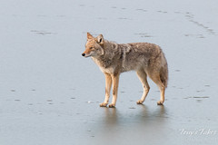 Male coyote on ice