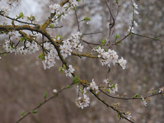 Canal blossom 1