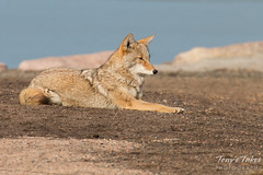 Female coyote relaxes near the water