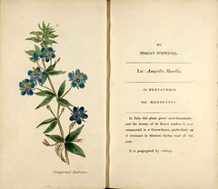 Anglų lietuvių žodynas. Žodis blue pimpernel reiškia mėlyna pimpernel lietuviškai.