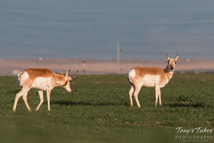 Pronghorn on the plains