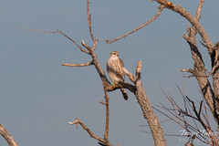 A Merlin keeps watch on the Colorado plains