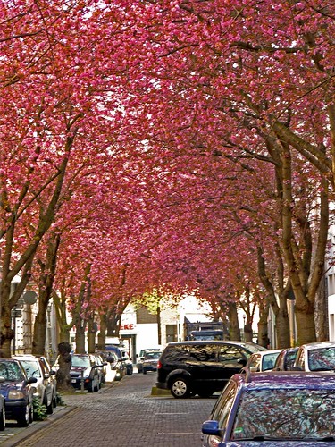Kirschblüte 2015 Heerstrasse