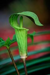 Jack-in-the-Pulpit • <a style="font-size:0.8em;" href="http://www.flickr.com/photos/29084014@N02/16730524607/" target="_blank">View on Flickr</a>