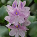 Purple Lily Flowers 2 -Macro