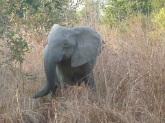 Elephant Shaking Head