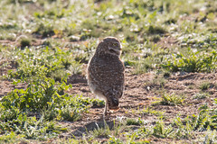 Posing Burrowing Owl
