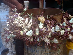 Fresh Crabs for Sale