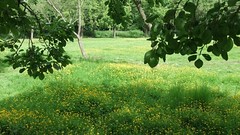 Orchard, June 2010