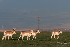 Pronghorn on the plains