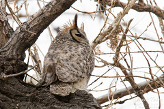 Male owl keeps close watch
