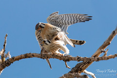 American Kestrel Mating Sequence - 5 of 13