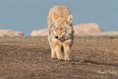 Female coyote does her morning stretches