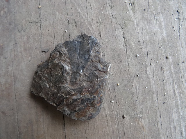 新竹尖石煤礦葉子化石12