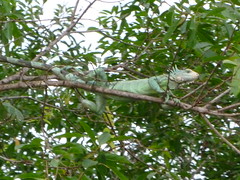 Iguana on a branch
