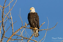 Posing Bald Eagle