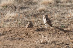 One Burrowing Owl keeps watch, the other naps
