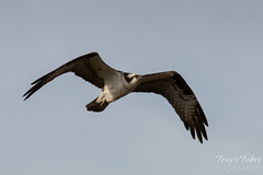 Osprey flyby