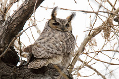 Male owl keeps close watch