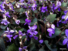 Viola riviniana Purpurea Group