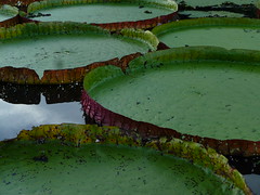 Victoria Water Lilly
