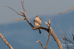A Merlin keeps watch on the Colorado plains