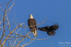 Crows hassle a Bald Eagle